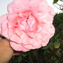 pink rose