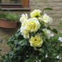 yellow  rose,s
