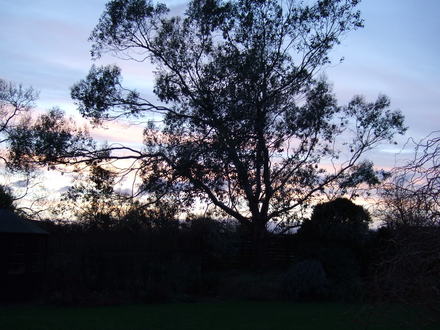 Eucalyptus tree at dusk. (Eucalyptus)