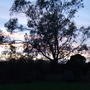 Eucalyptus_at_dusk