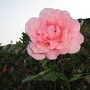 other pink rose