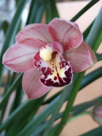 Cymbidium bloom