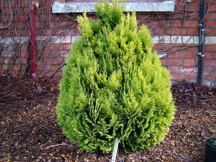Chamaecyparis lawsoniana 'Moonsprite' (common name; Lawson cypress)