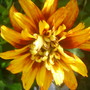 A garden flower photo (Coreopsis tripteris (Tall Coreopsis))