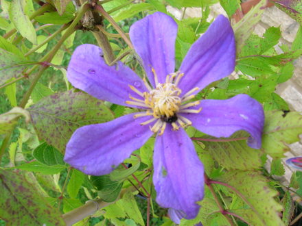 Clematis Juliie (clematis juliie)
