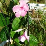 Mandevilla x amabilis 'Alice Du Pont' (Mandevilla)
