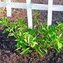 Bambino Bougainvillea (Bougainvillea)