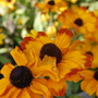 Rudbeckia Hirta 'Toto' (Rudbeckia hirta 'Toto')