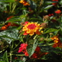 Lantana camara 'Professor Raoux' (Lantana camara 'Professor Raoux')