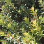 Myrtus communis