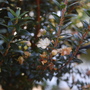 Myrtus communis subsp. tarentina (Myrtus communis subsp. tarentina)