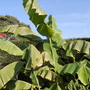 Musa Basjoo (Japanese banana) (Musa basjoo)