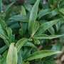 Sarcococca hookeriana var. digyna (Sarcococca hookeriana var. digyna)