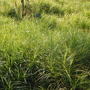 Carex muskingumensis