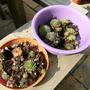 Sempervivum's