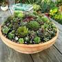 Pot full Sempervivum (sempervivum Mrs Guisepii)