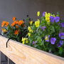 Window Boxes