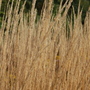 Calamagrostis x acutiflora 'Kar Foerster' (Calamagrostis x acutiflora 'Kar Foerster')