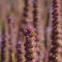 Molinia caerulea