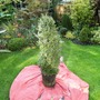 Box  (Buxus sempervirens (Common box))