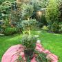 Topiary under construction