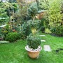 Box topiary (Buxus sempervirens (Common box))