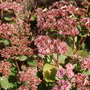 Sedum telephium 'Matrona' (Sedum telephium 'Matrona')