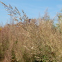 Calamagrostis brachytricha (Calamagrostis brachytricha)