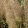 Calamagrostis brachytricha