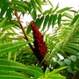 Rhus typhina