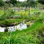 View across the wildlife pond.