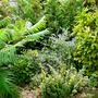 Shrub border
