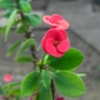 Constantly in bloom