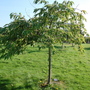 Prunus 'Shogetsu' (Prunus 'Shogetsu')
