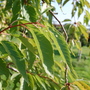 Prunus 'Shogetsu' (Prunus 'Shogetsu')