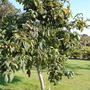 Mespilus germanica