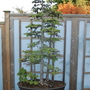 Larix kaempferi