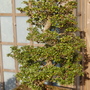 Rhododendron obtusum