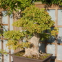 Acer buergerianum