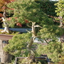 Juniperus chinensis