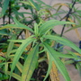 Solanum laciniatum (Kangaroo Apple) (Solanum laciniatum)