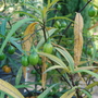 Solanum laciniatum (Kangaroo Apple) (Solanum laciniatum)