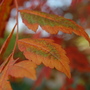 Koelreuteria paniculata (Koelreuteria paniculata)