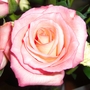 Pink rose in bloom