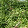 WILD BLACKBERRYS