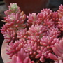 Sedum x rubrotinctum (sedum x rubrotinctum)