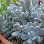 Pachyphytum bracteosum