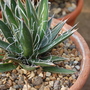 Agave filifera