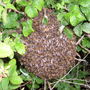 swarm of bee's