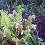 garden_and_dog_011.jpg